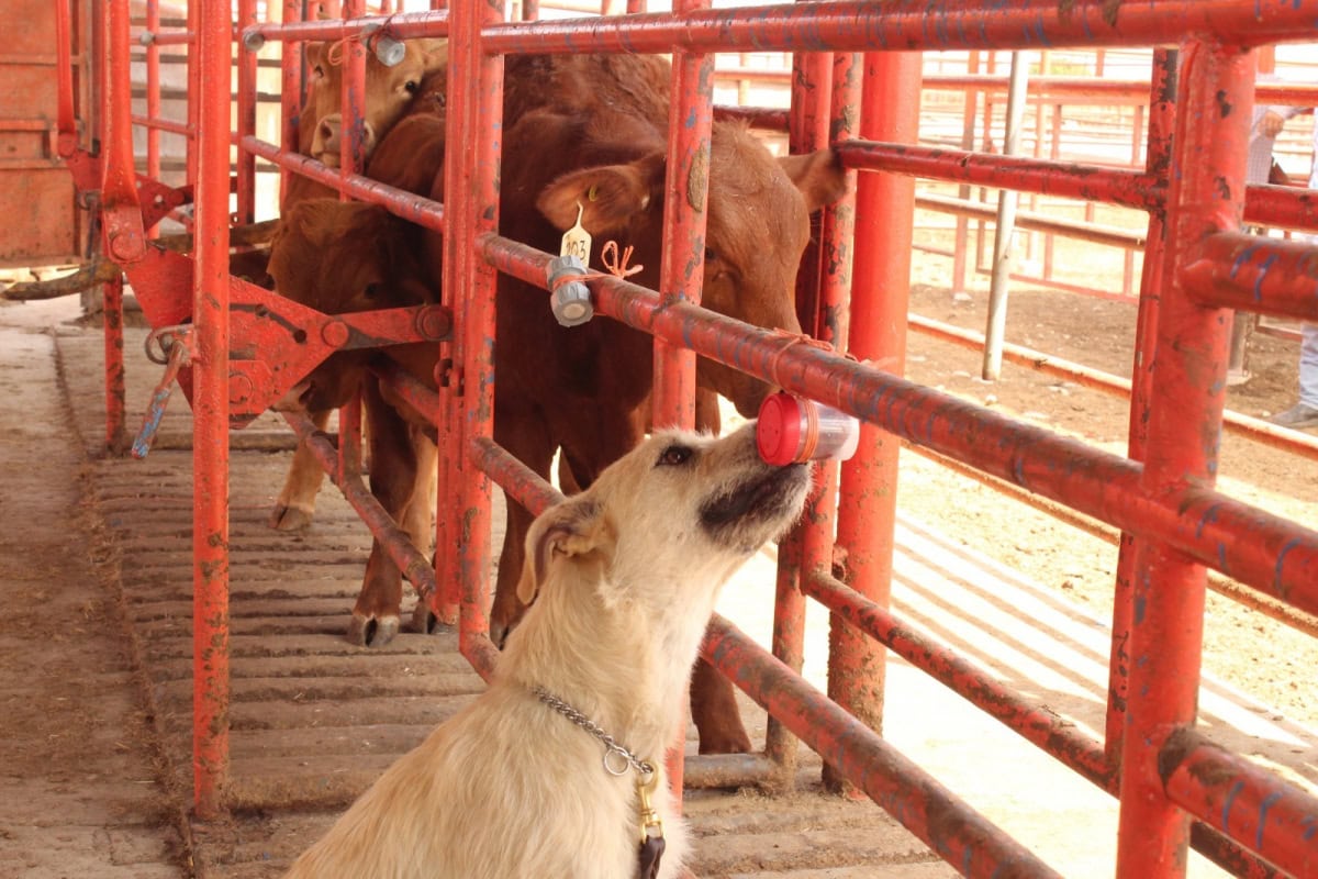Avanza Tamaulipas en control del gusano barrenador con apoyo de binomios caninos